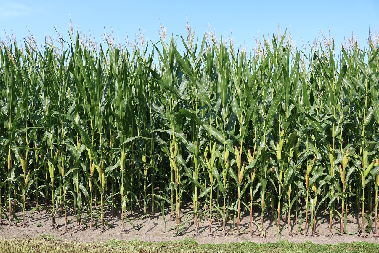 fields corn agriculture free photo