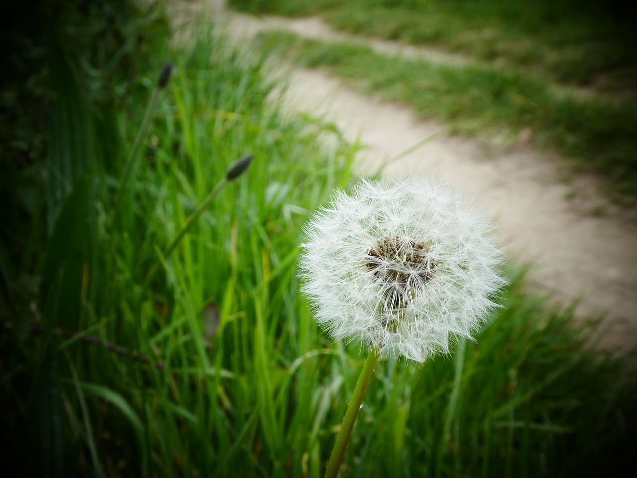 fields flower nature free photo