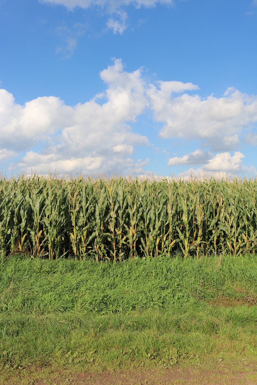 fields corn field free photo