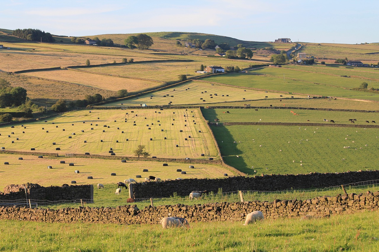 fields harvest sheep free photo