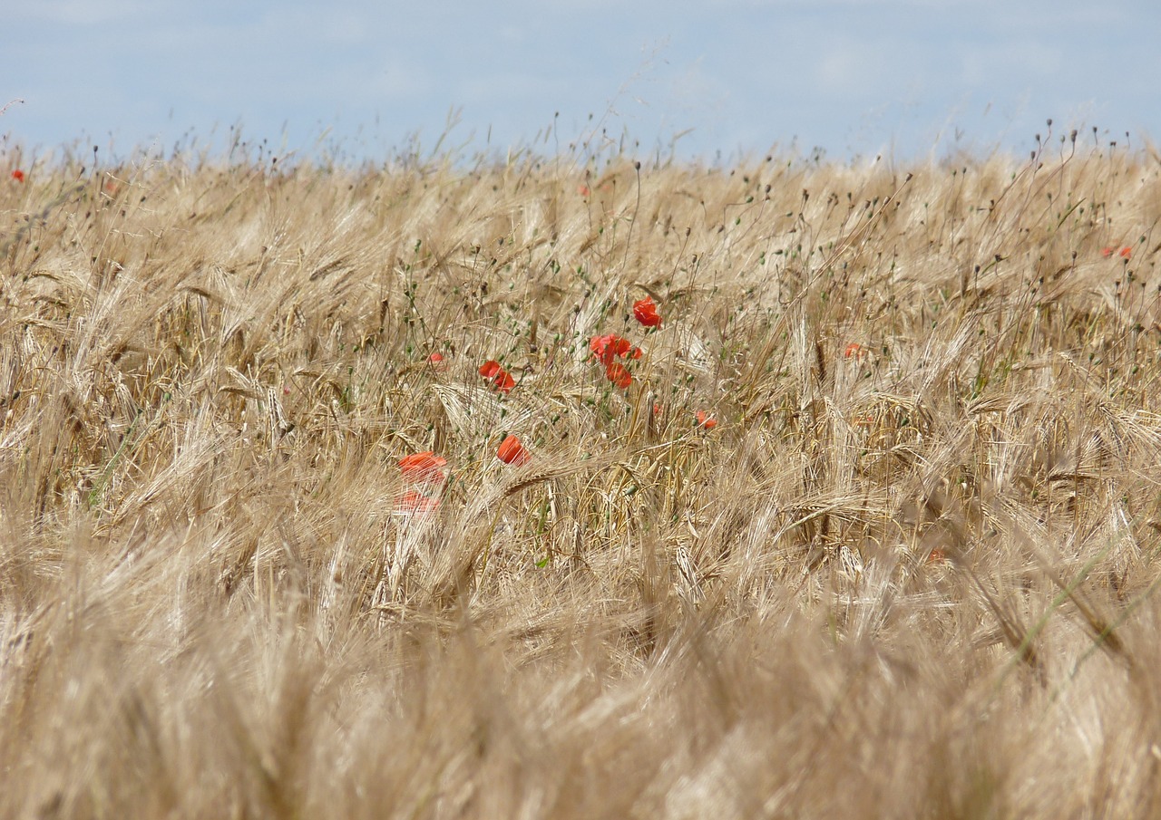 fields wheat poppy free photo