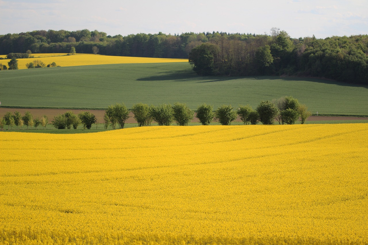 fields rapeseed yellow free photo