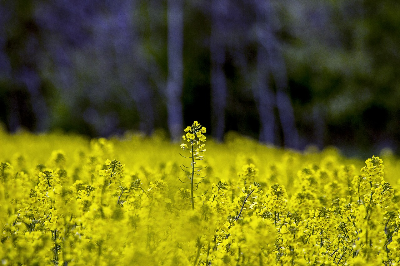 fields agricultural plant field of rapeseeds free photo