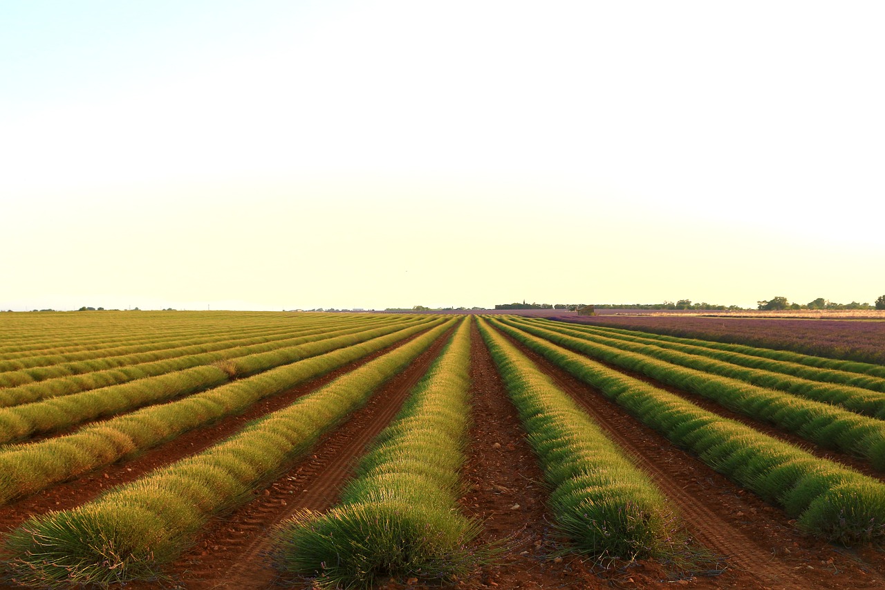 fields green earth free photo