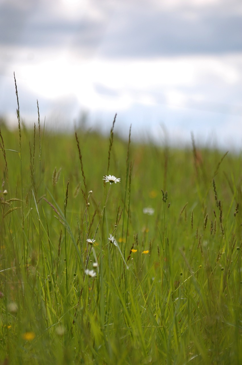 fields  garden  flower free photo