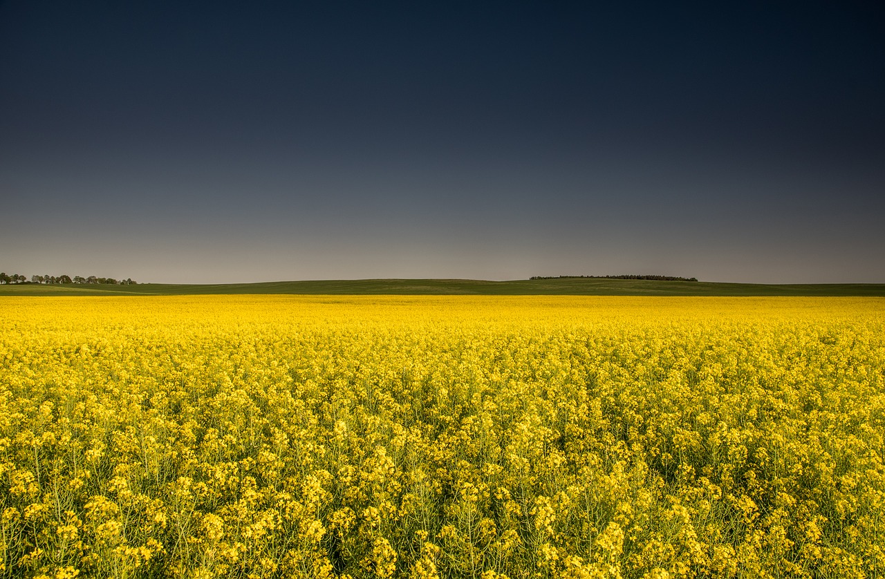 fields  rapeseed  yellow free photo