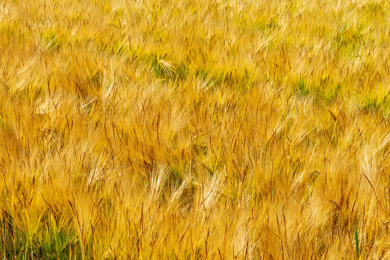 fields  barley  thanksgiving free photo