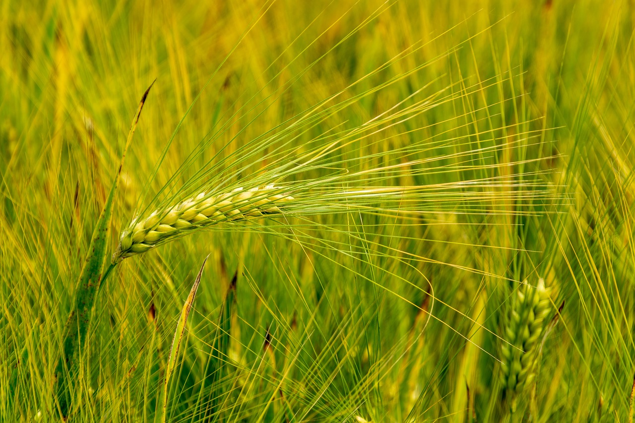 fields  barley  thanksgiving free photo