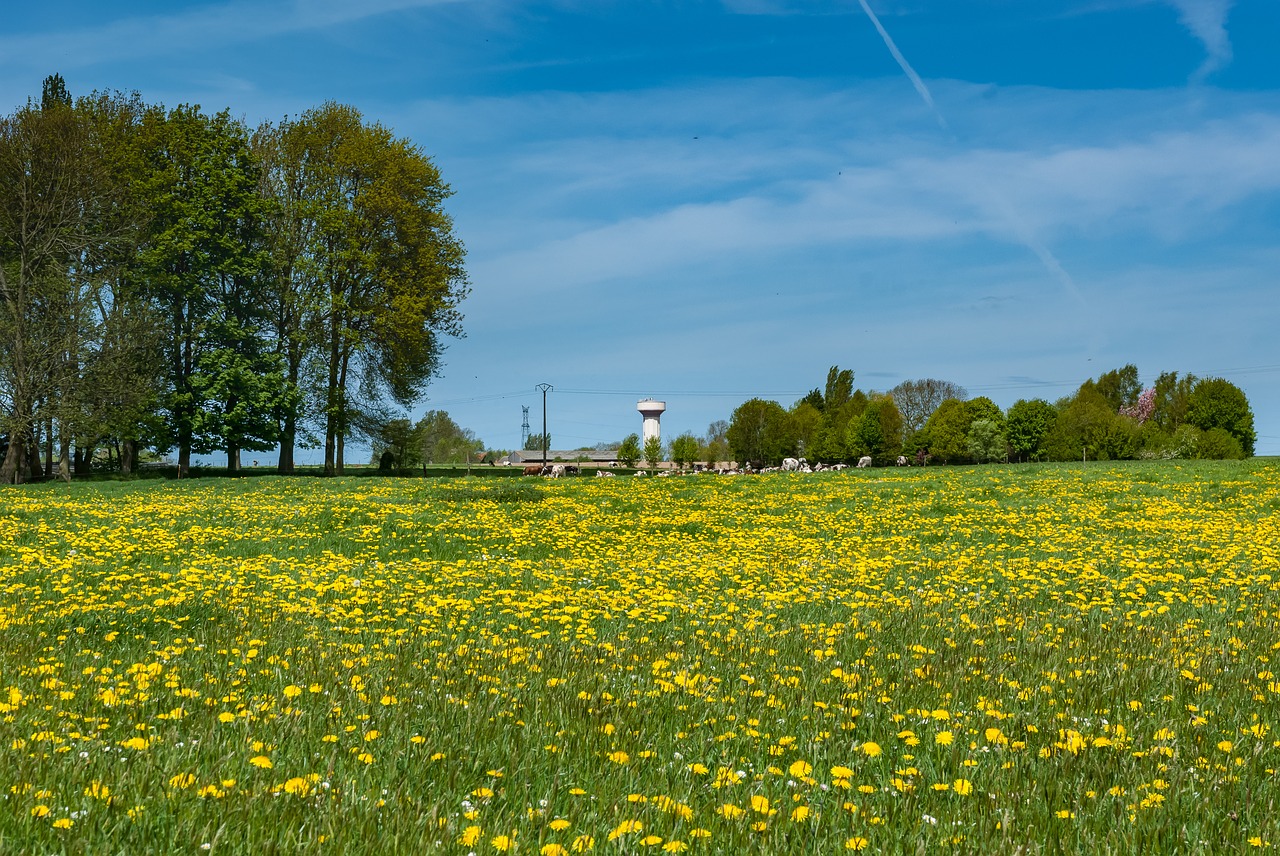 fields  prairie  flower free photo