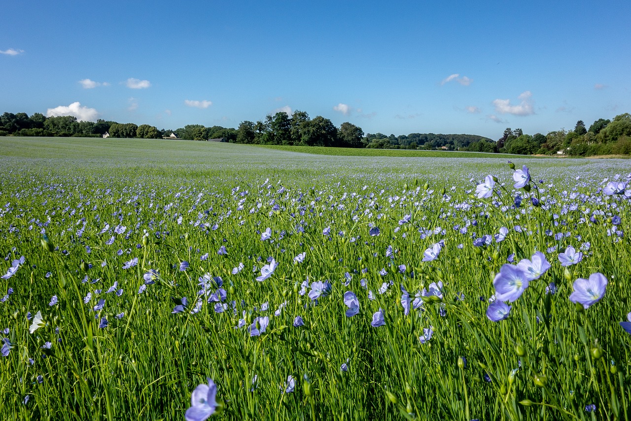 fields  lin  normandy free photo