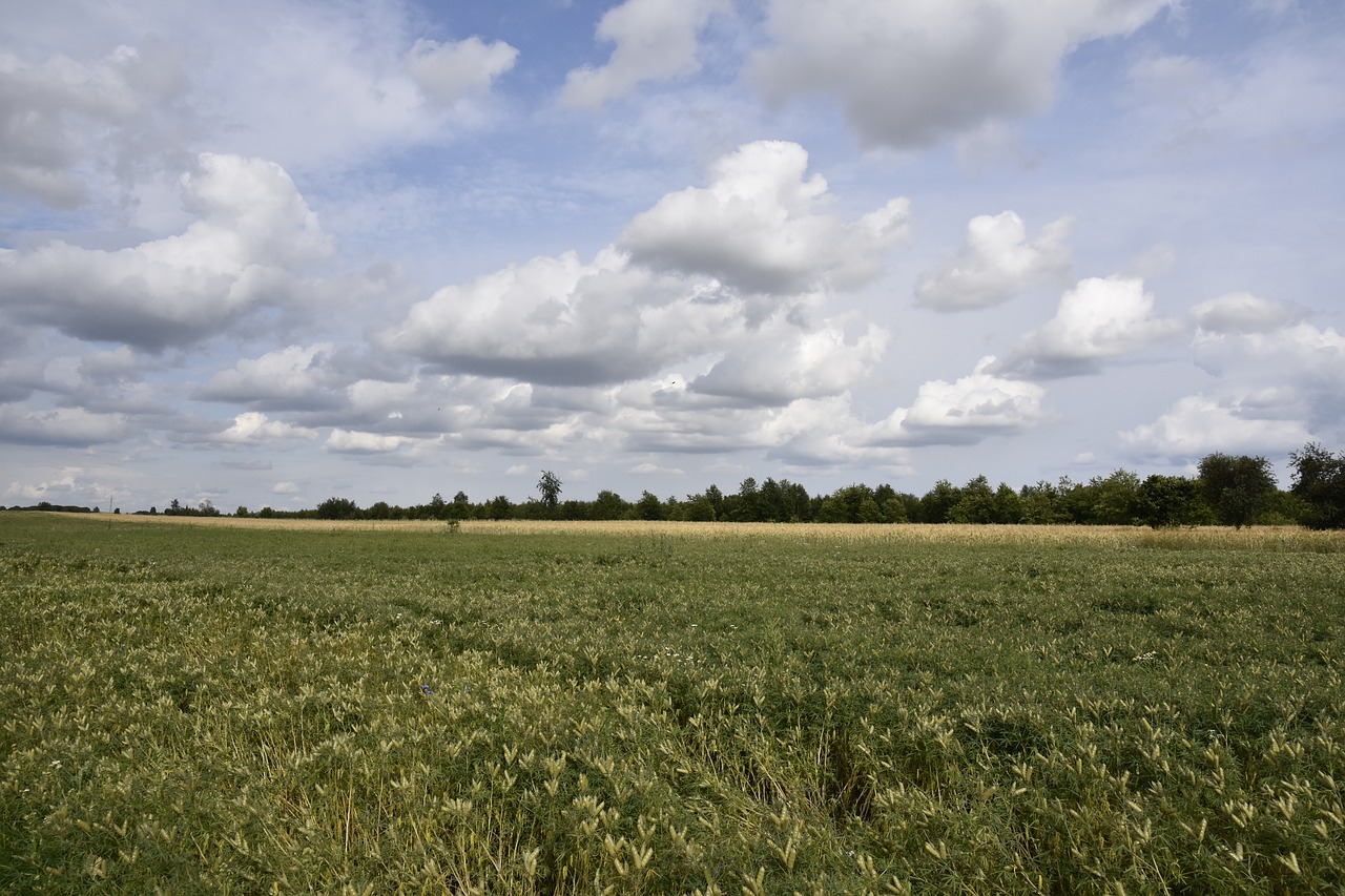 fields  landscape  nature free photo