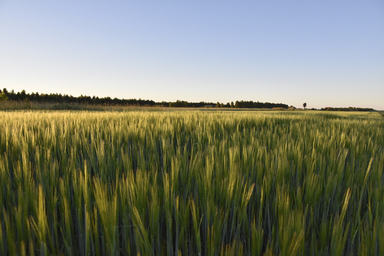 fields  landscape  nature free photo