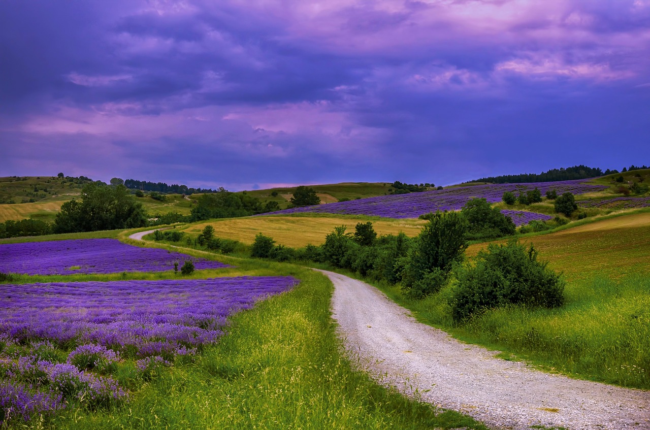 fields  colors  nature free photo