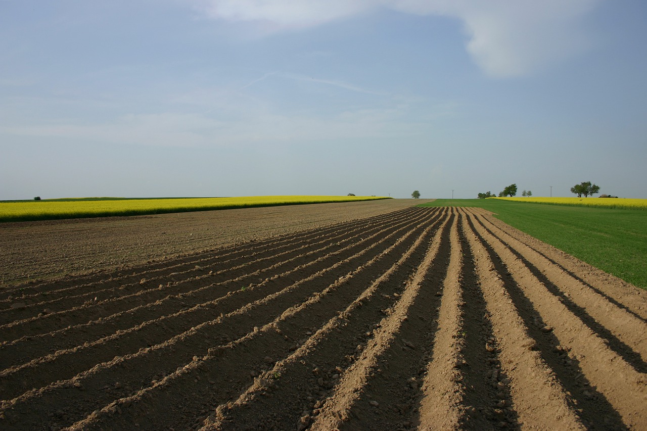 fields  field  agriculture free photo