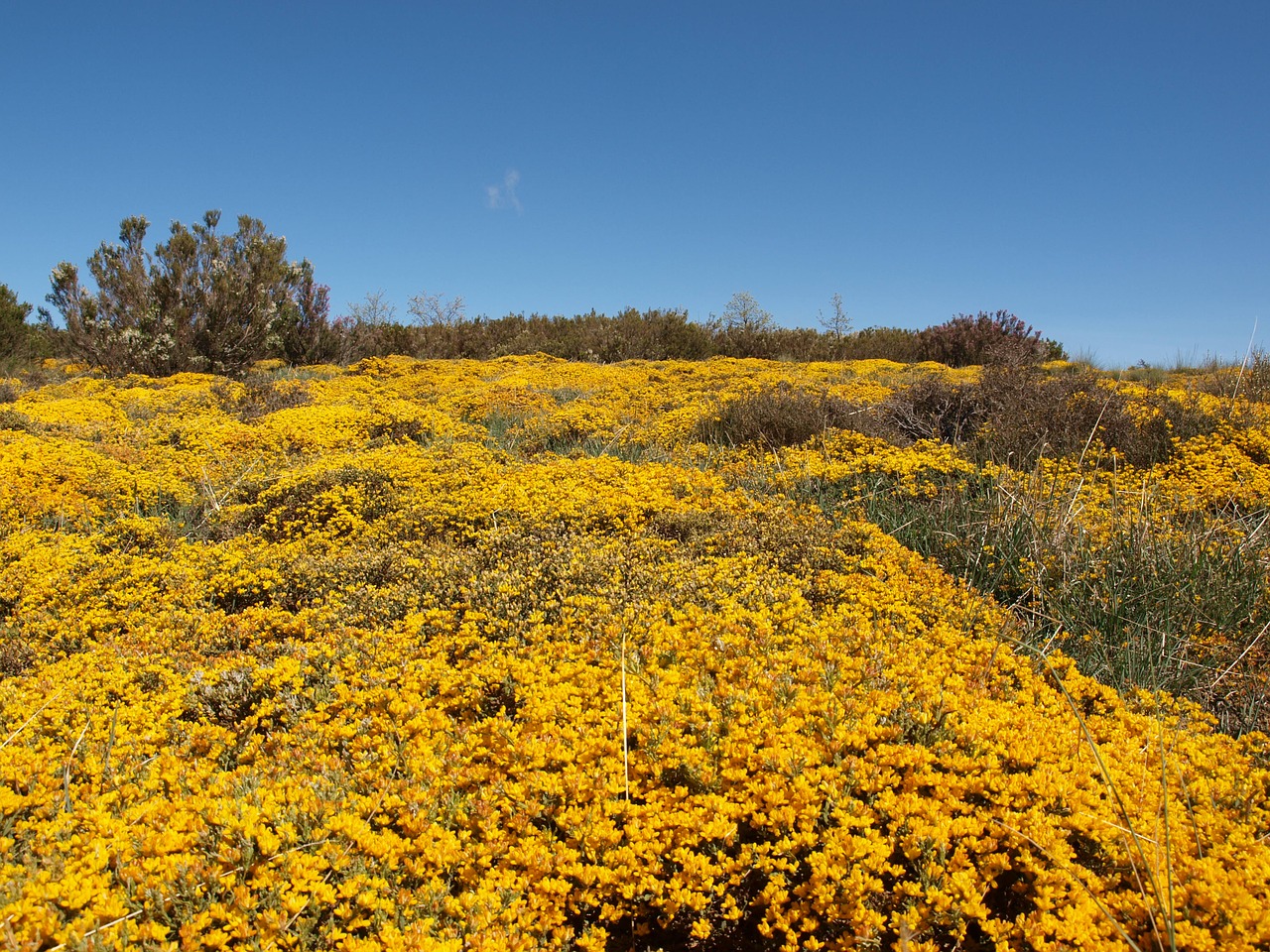 fields flower yellow free photo