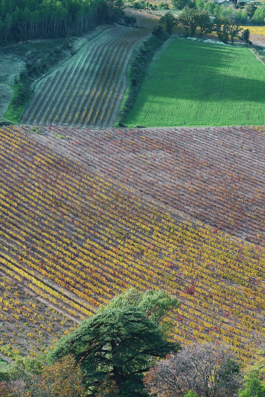 fields provence south of france free photo