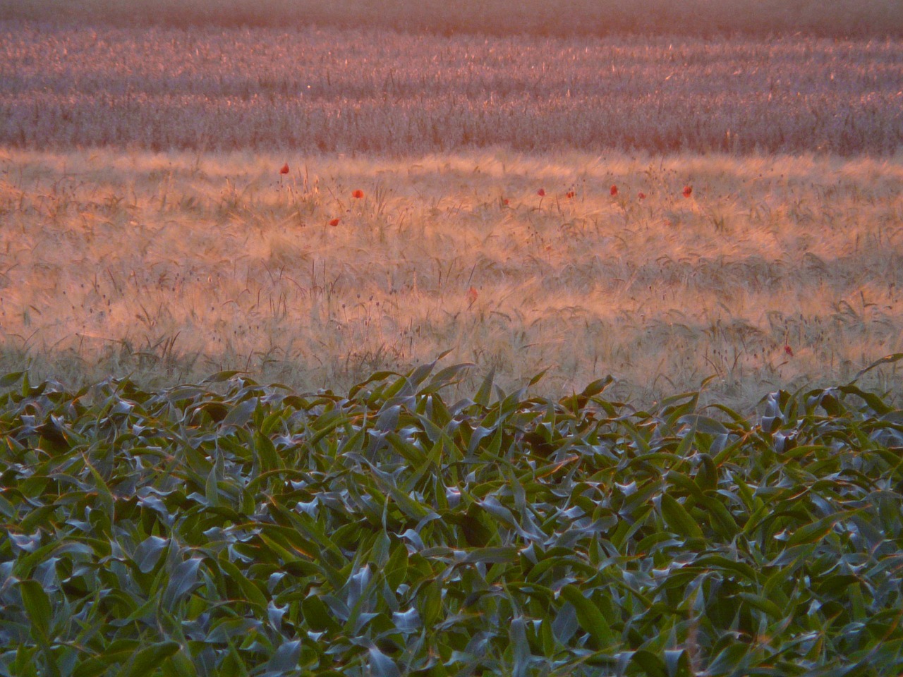 fields arable cornfield free photo