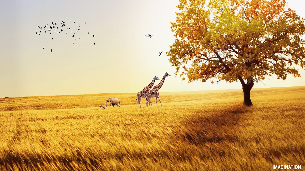 fields giraffe elephant free photo