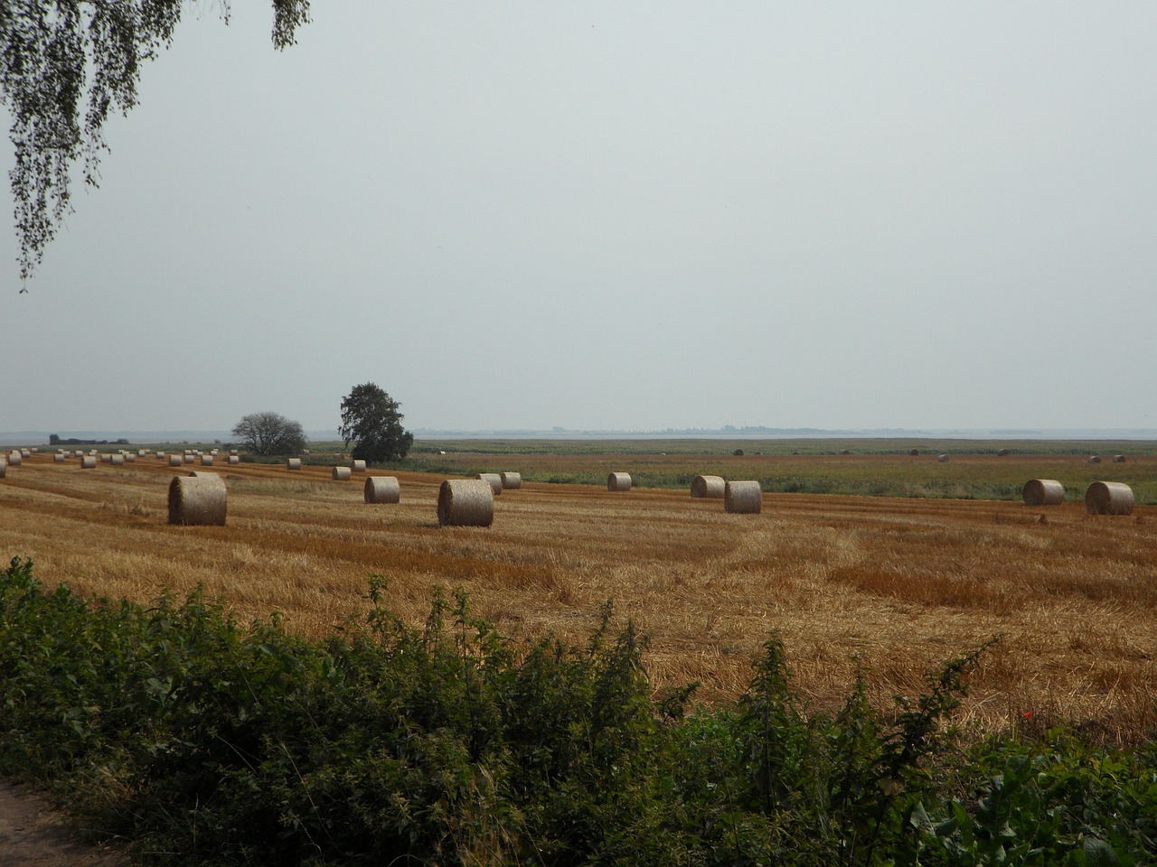 fields hay straw bales free photo