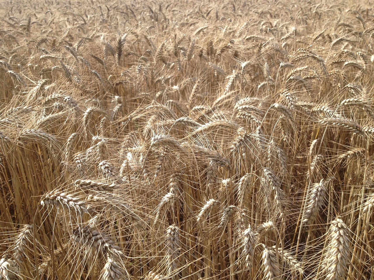 fields wheat cereals free photo