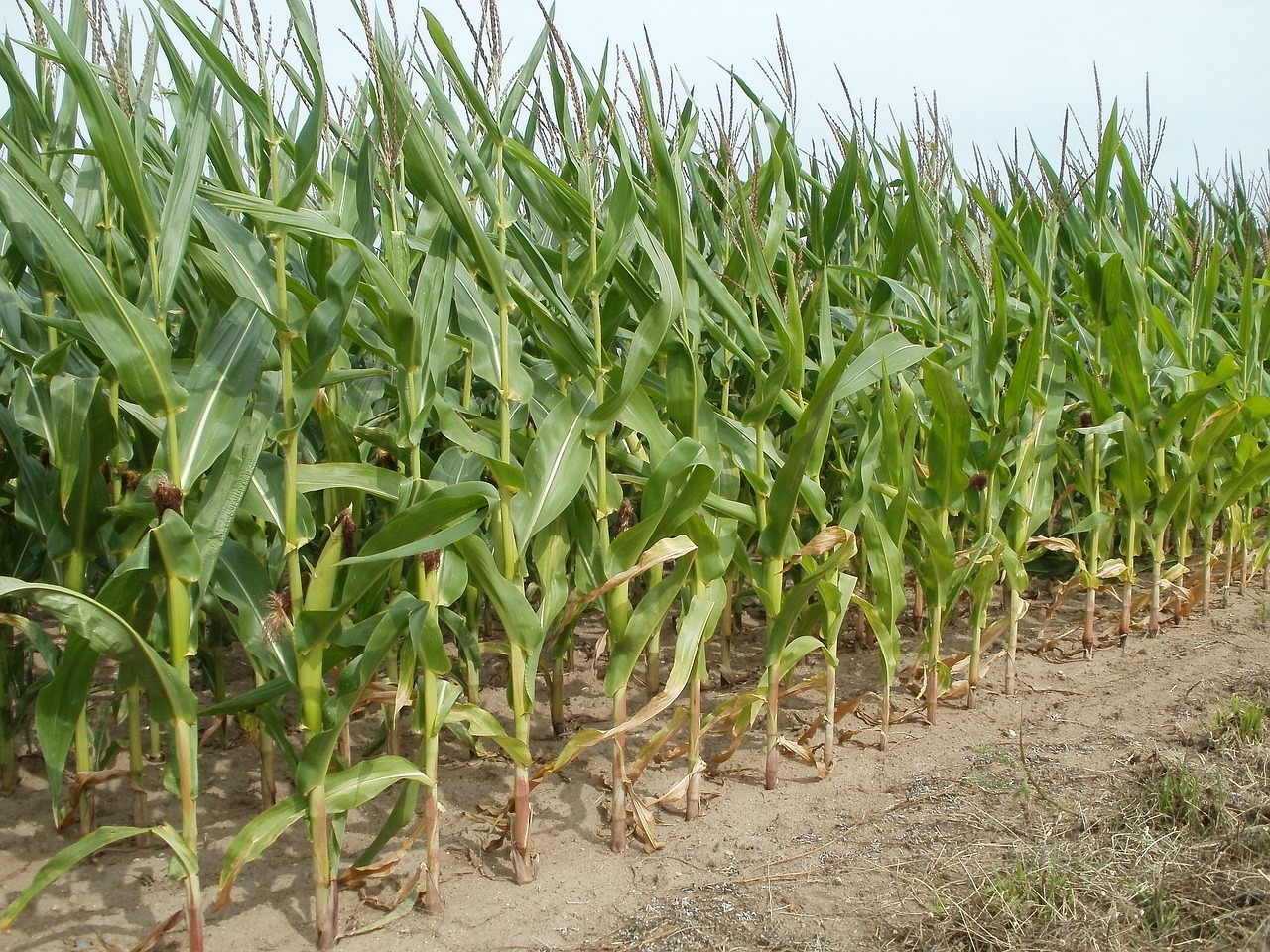 fields maize corn free photo