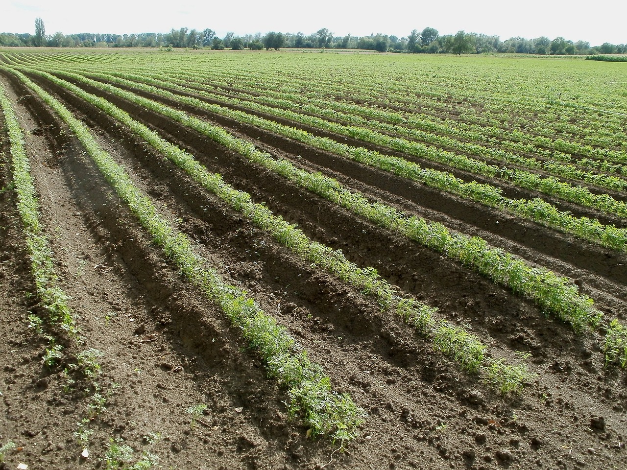 fields carrot food free photo