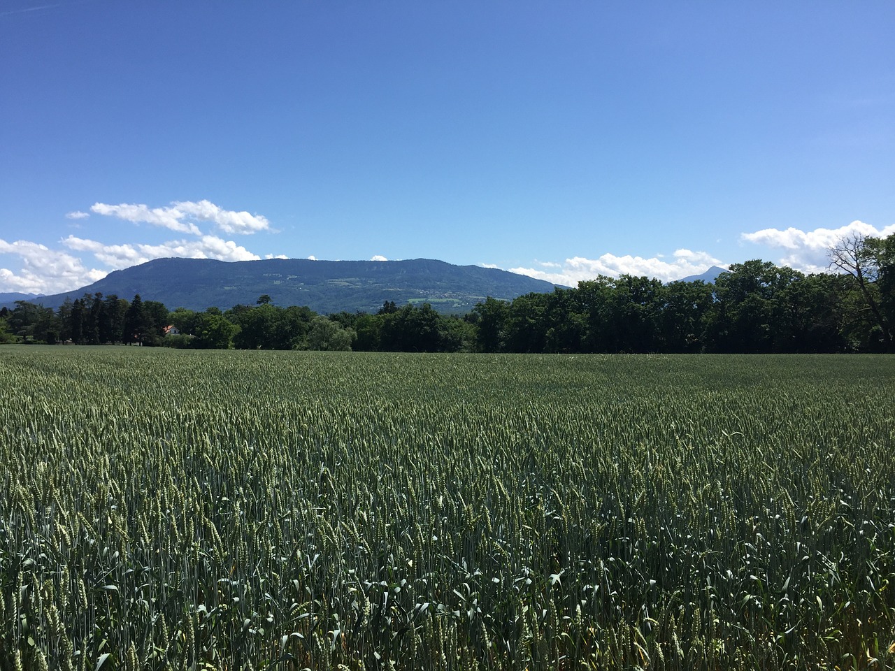 fields corn agriculture free photo