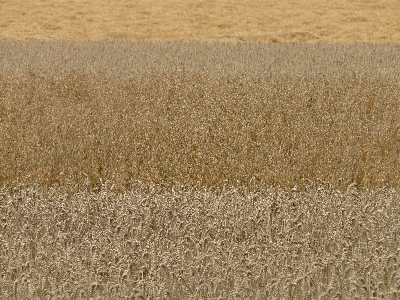 fields cereals grain free photo