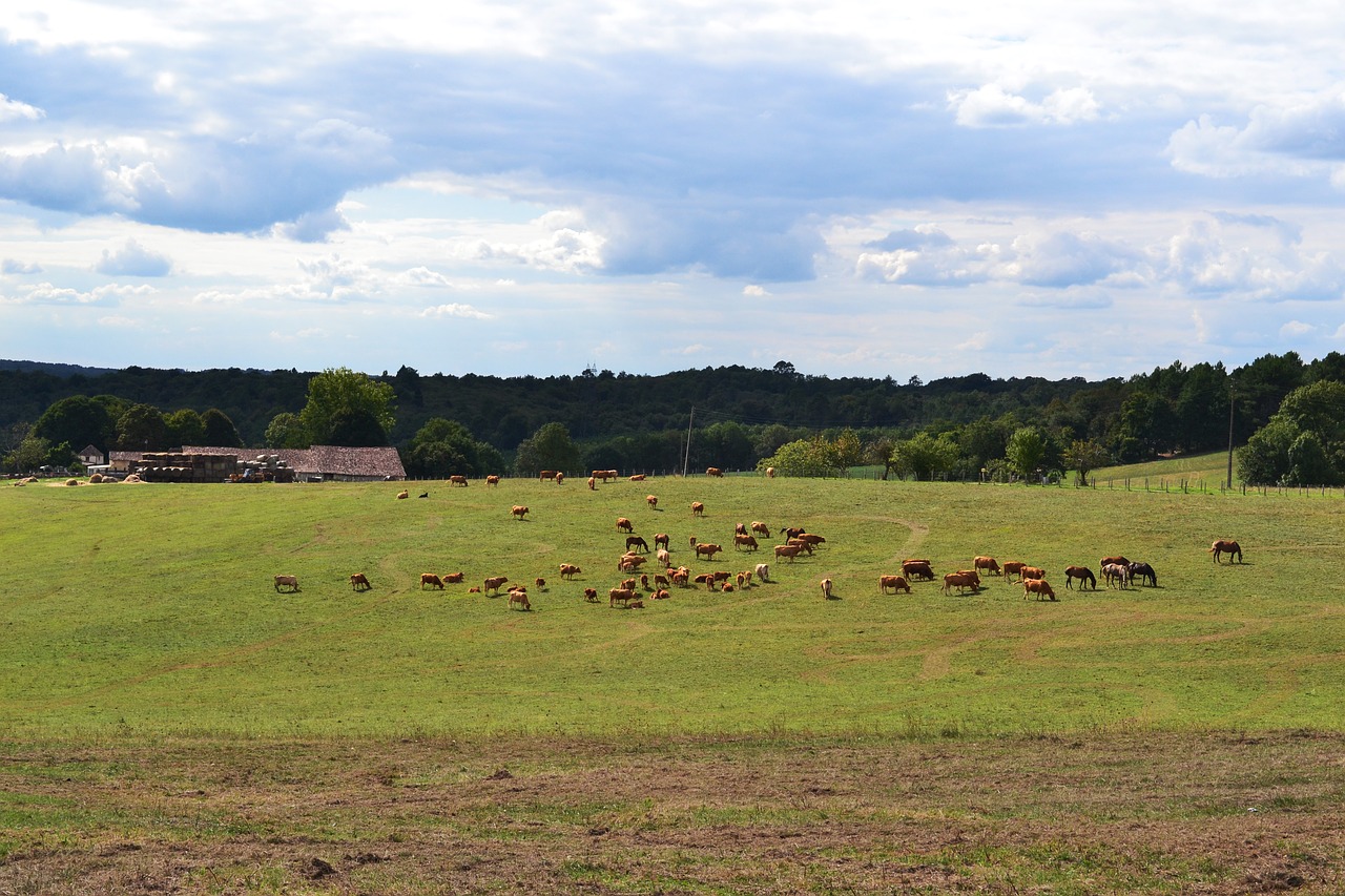 fields herd cows free photo