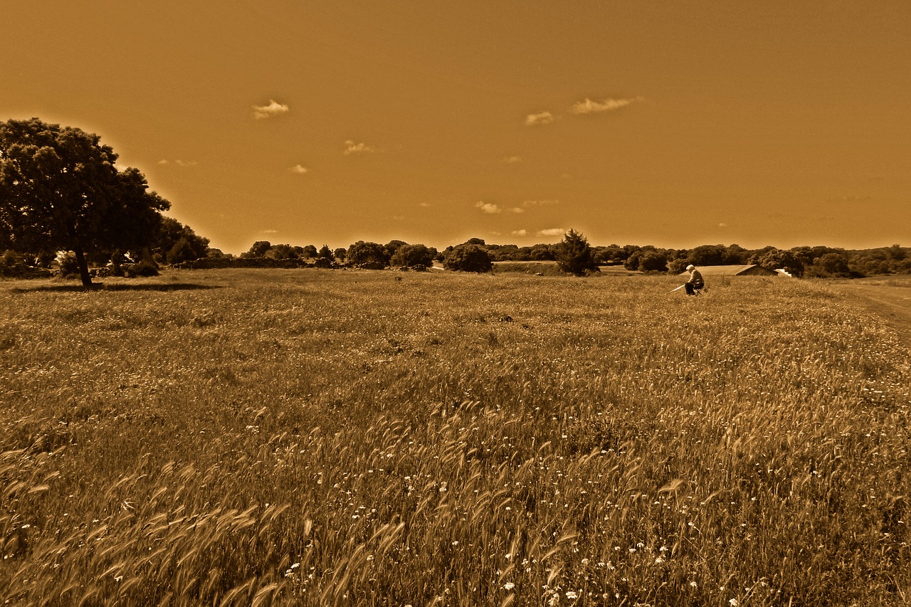 fields wheat soledad free photo