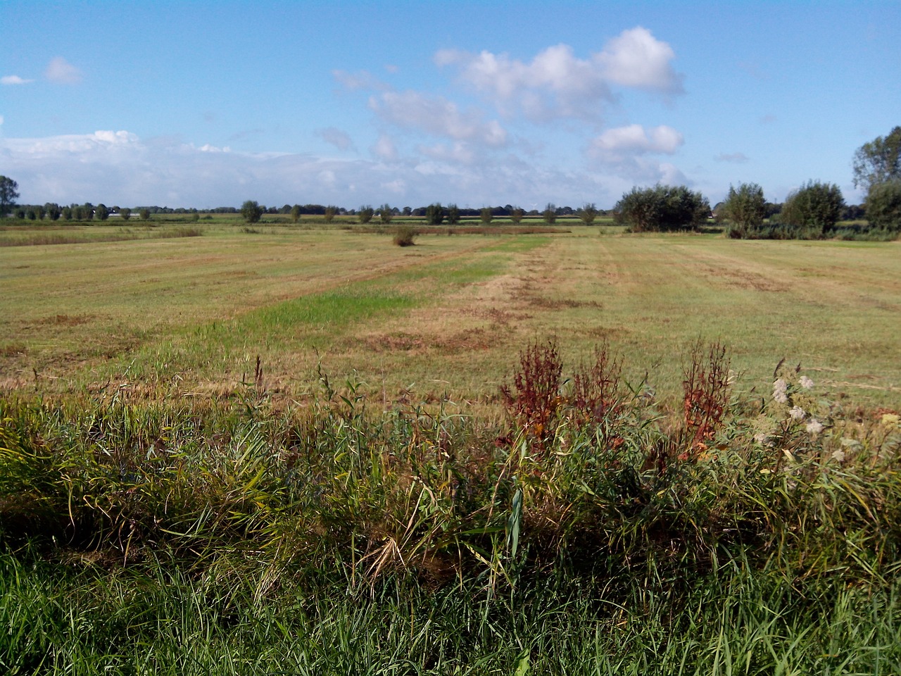 fields low oudenbosch nature reserve free photo