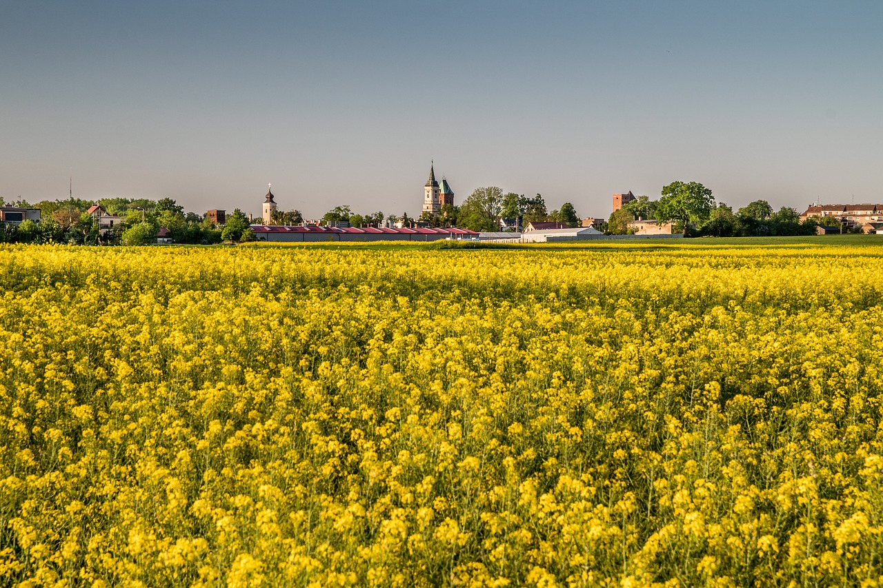 fields of blooming rapeseed  yellow fields  village free photo