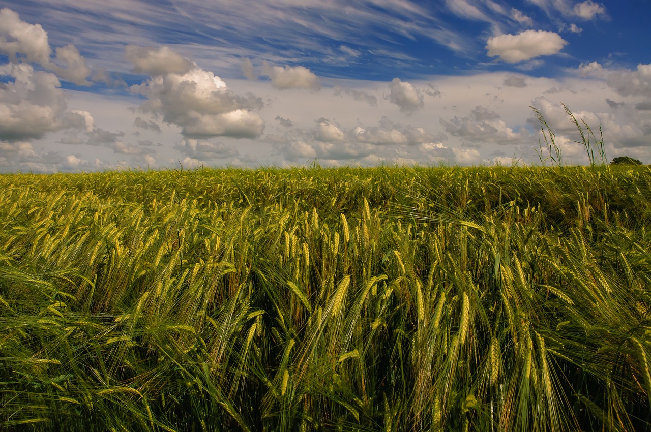 fields of gold barley agriculture free photo