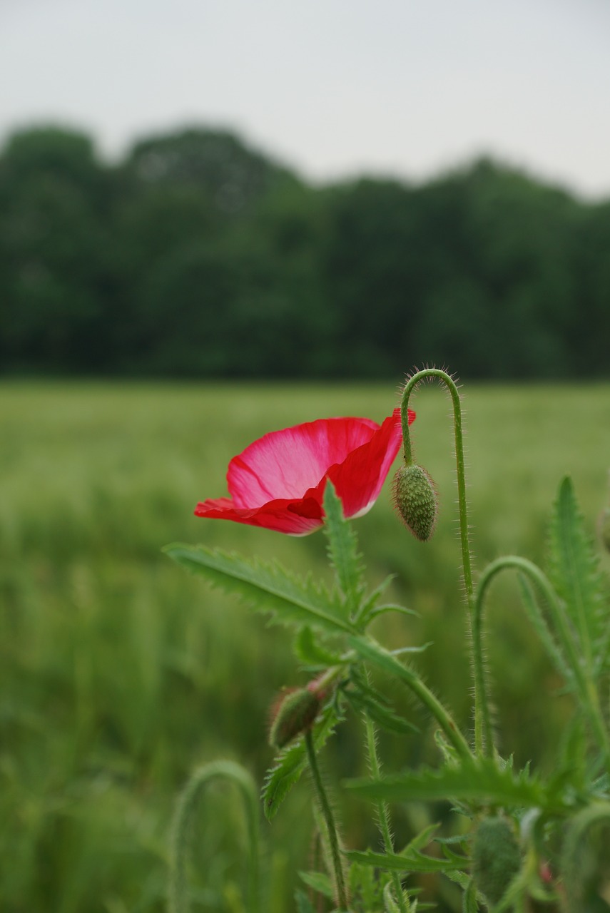 fields poppies early summer wheat field free photo