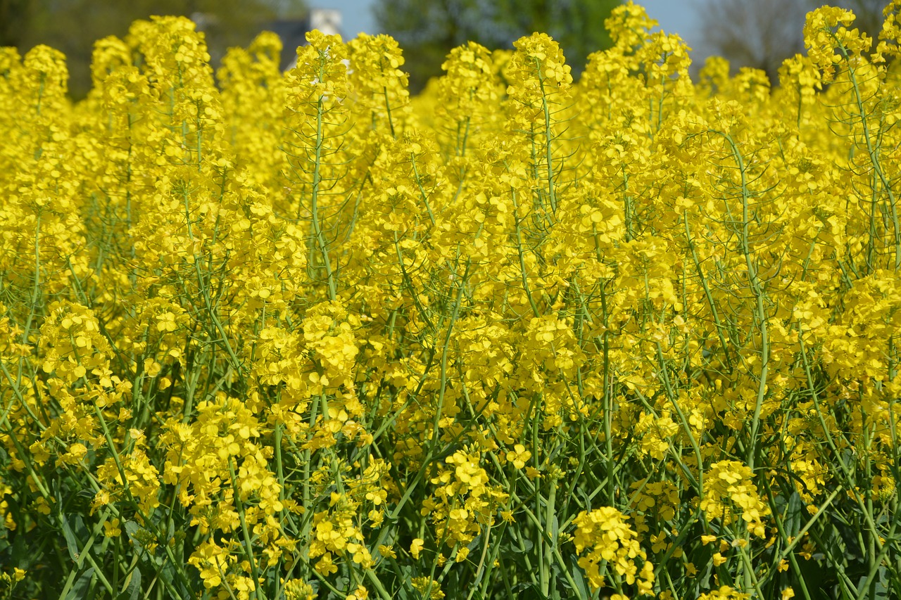 fields rapeseed  culture  rapeseed flowers free photo