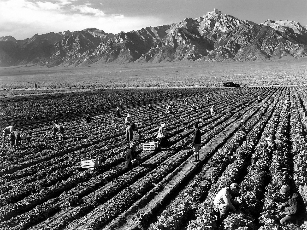 fieldwork harvest mount williamson free photo