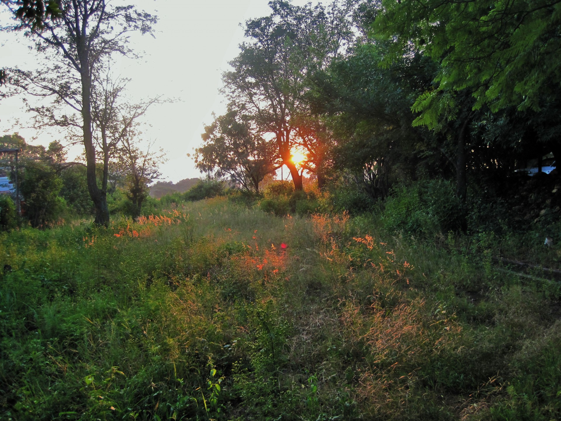 dawn sunrise veld free photo