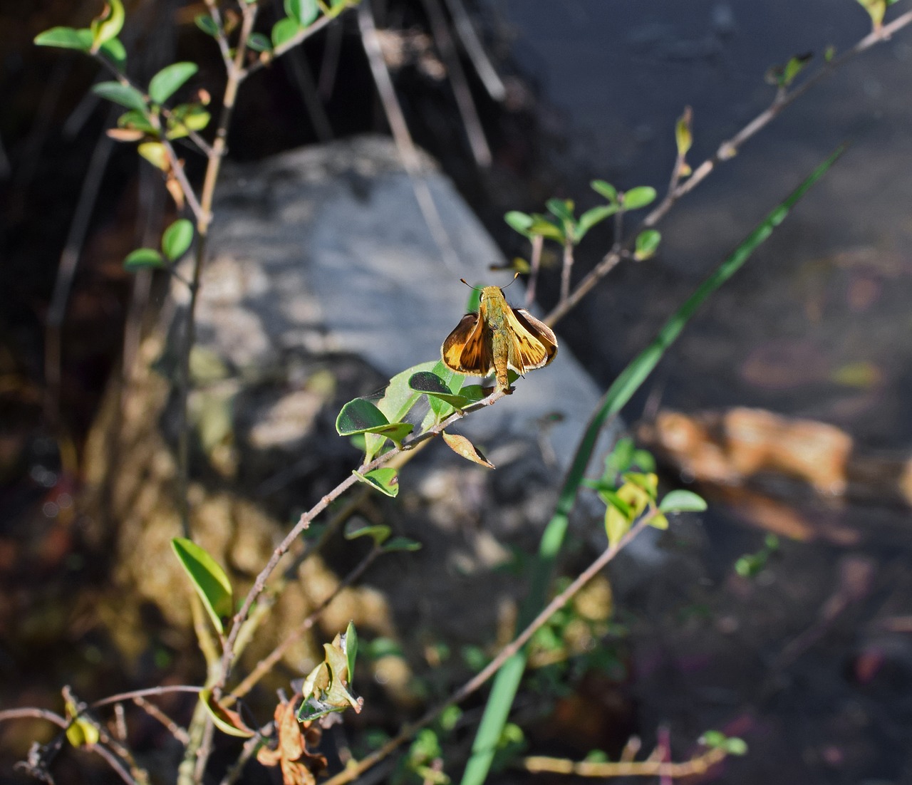 fiery skipper on branch skipper butterfly free photo