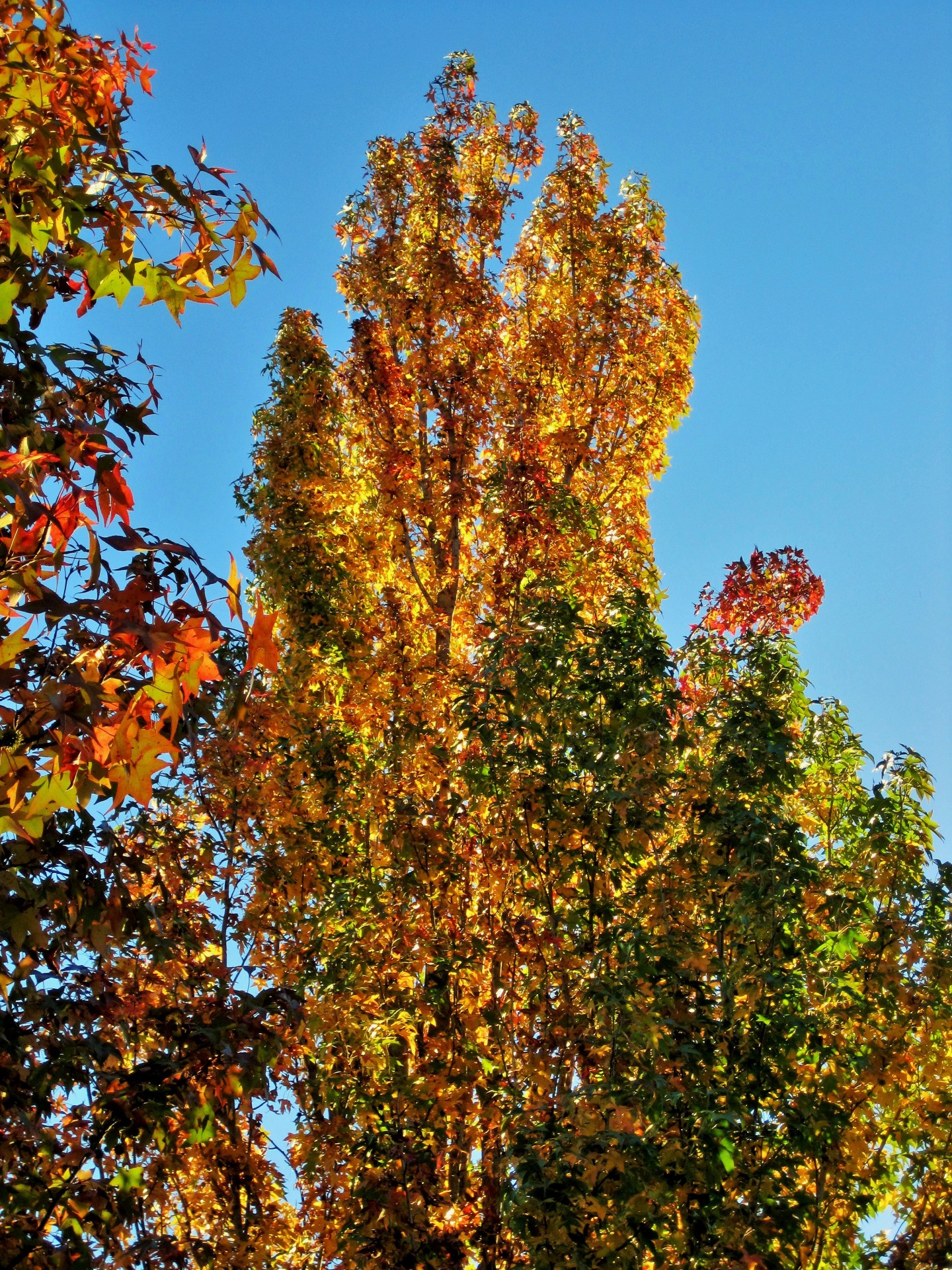 trees autumn bright free photo