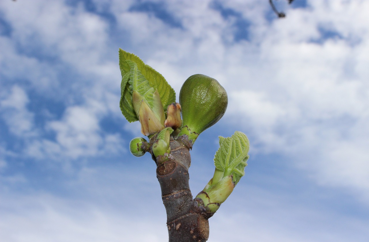 fig bud spring free photo