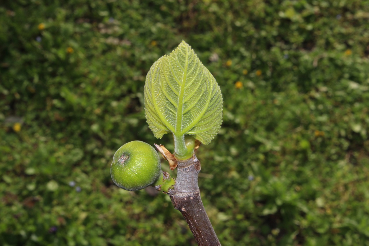 fig bud spring free photo