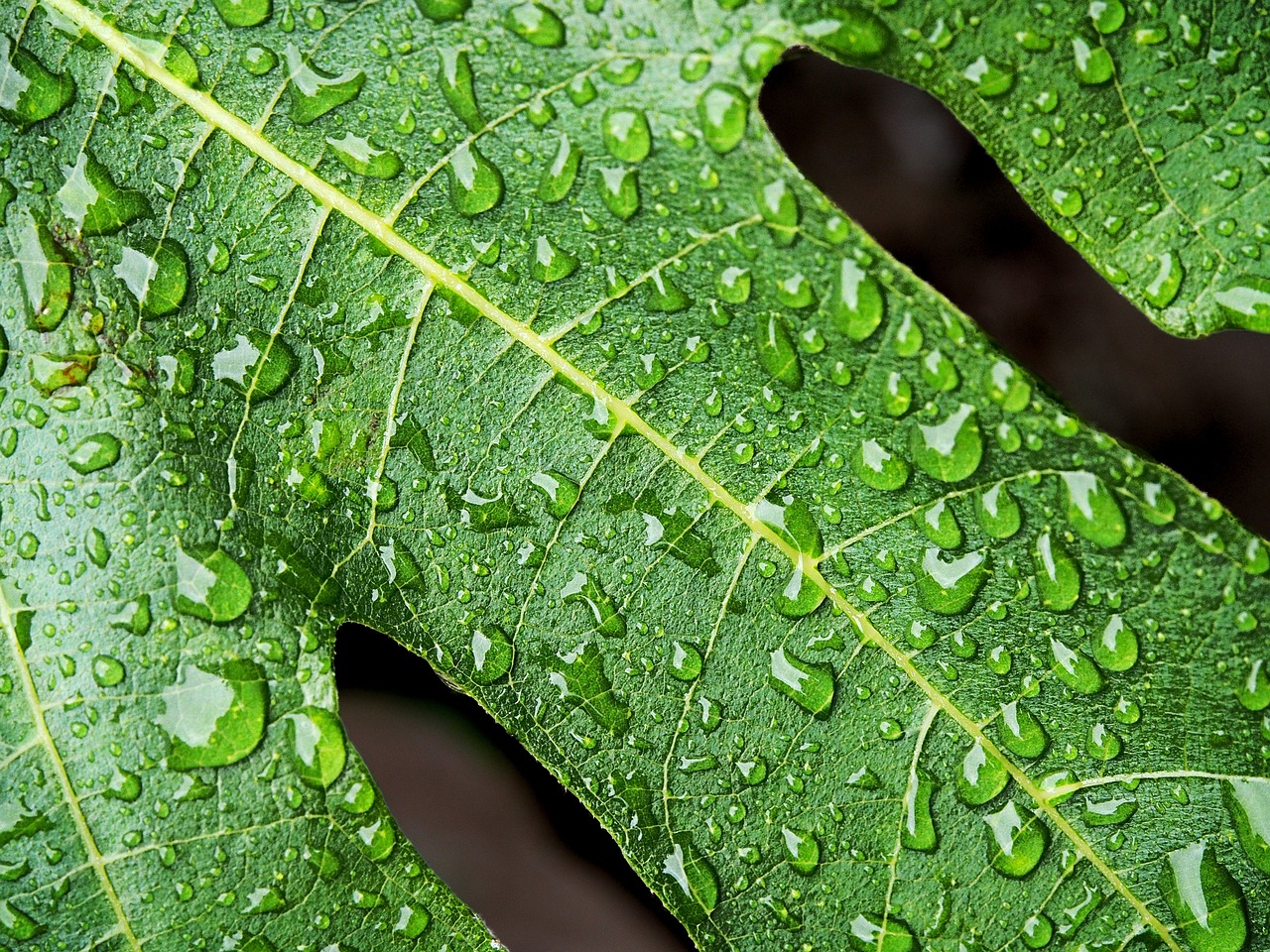 fig wet leaf free photo