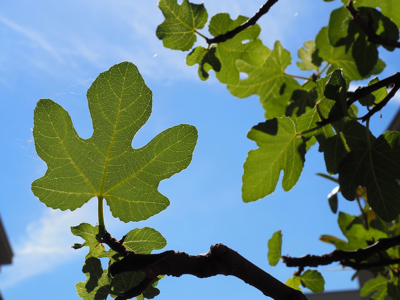 fig leaf nature free photo