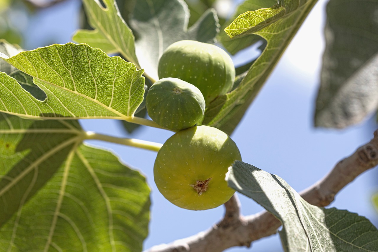 fig tree fruit free photo