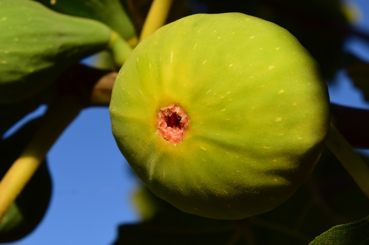 fig green fruit free photo