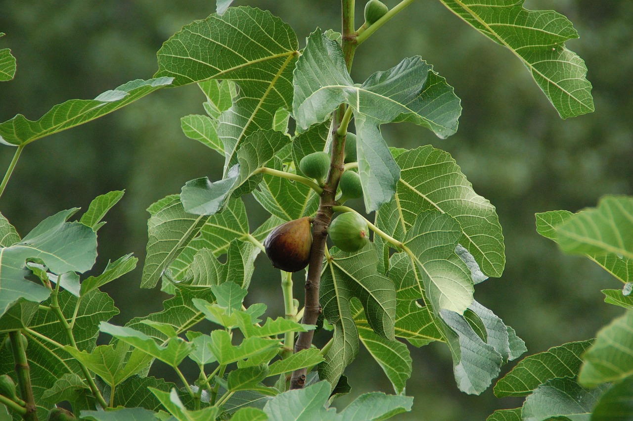 fig fruit south free photo