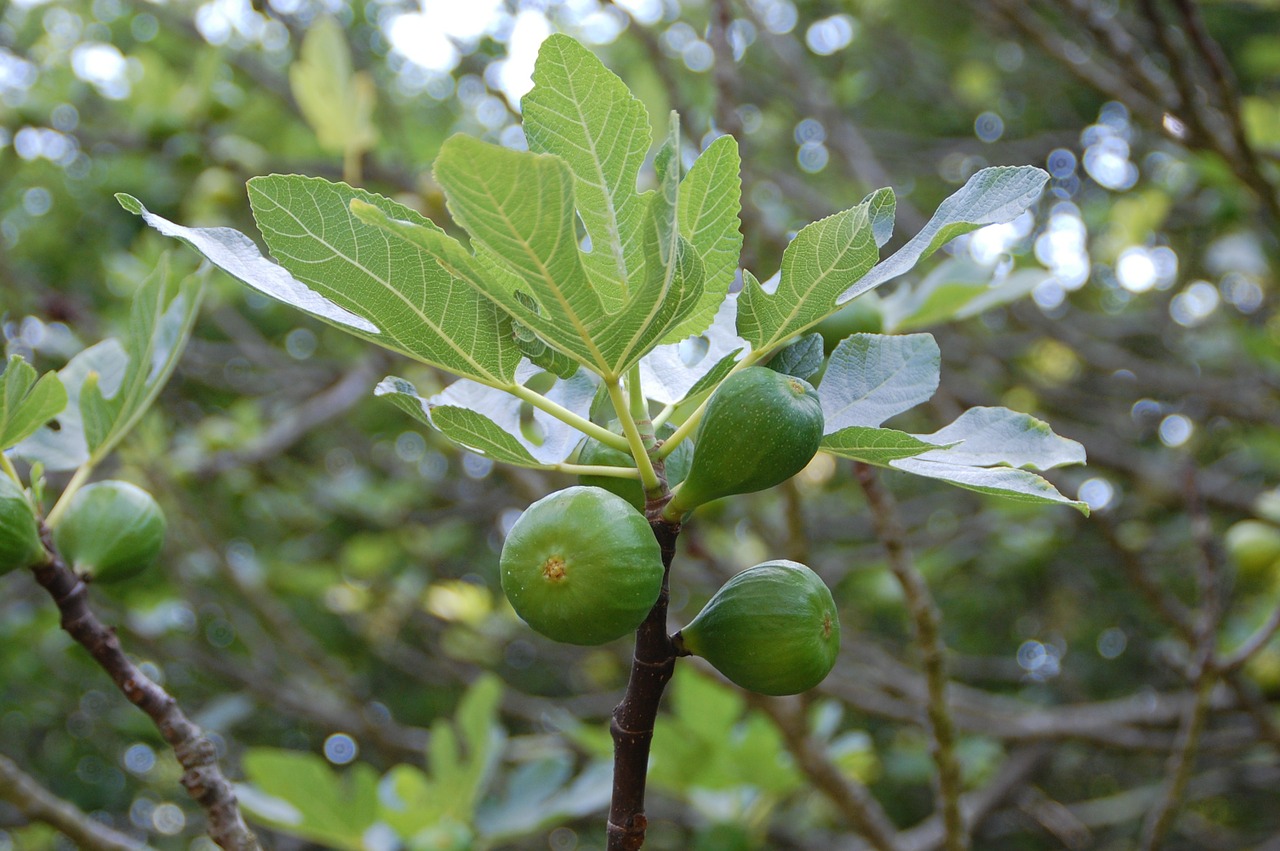fig fruit south free photo