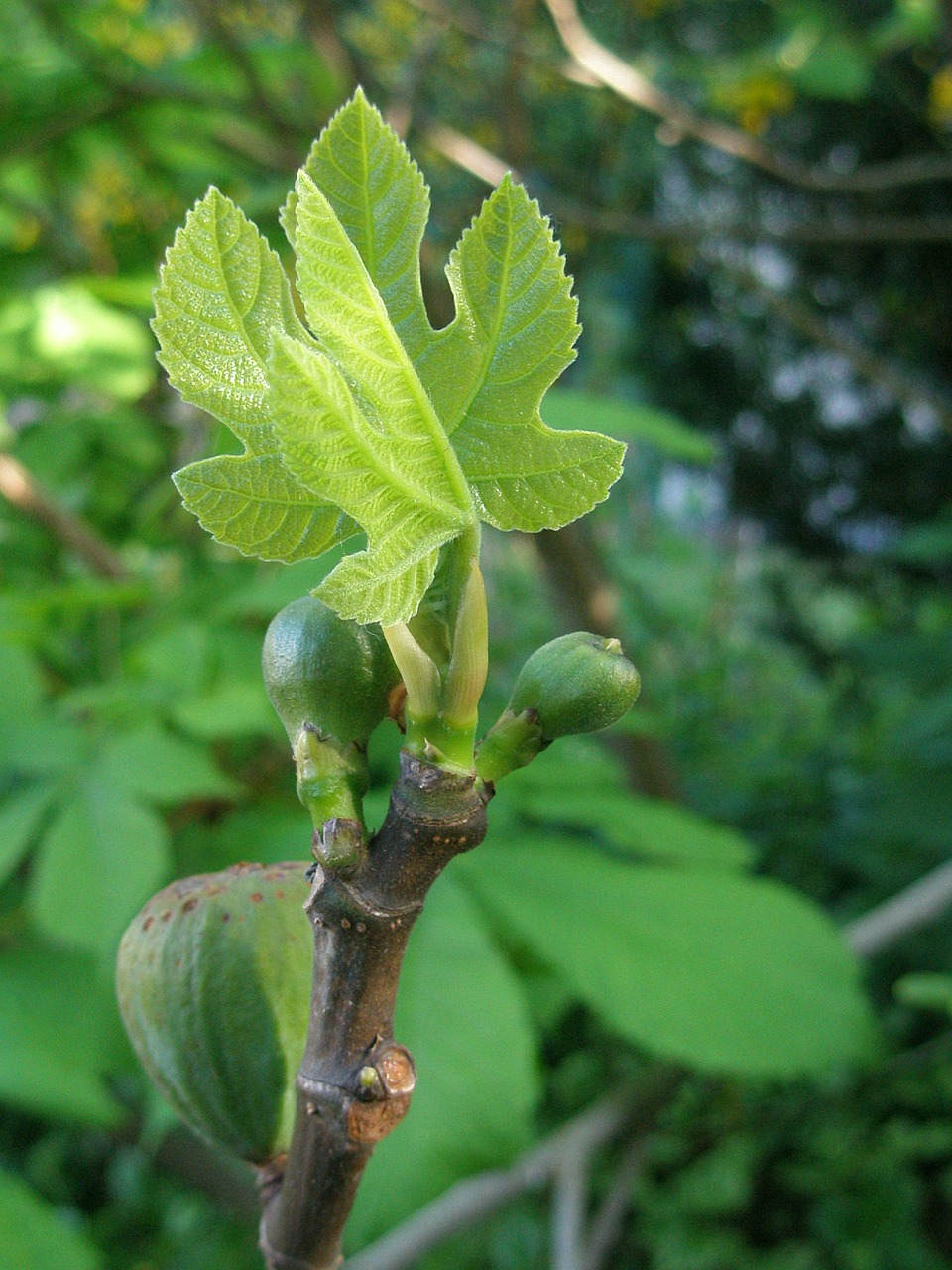 fig fruit leaves free photo