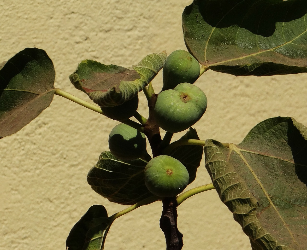 fig ficus carica anjeer free photo