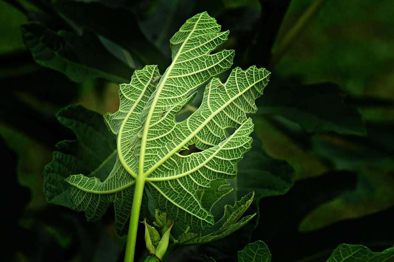 fig fig tree fruit free photo